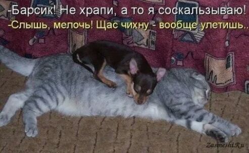 Барсйкіёгіе храпи а то я сокійьзывдаю Спышь мелочь Щас чихнуЁ вооб упетишь