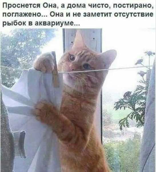Просиется Она дома чисто постираио поглажено Она и не заметит отсутствие рыбок в аквариуме