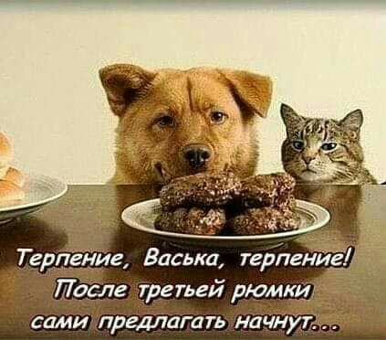 Тедпёеіие Васька терЪениЁЁЛ После третей рюмк сами предлагать начну