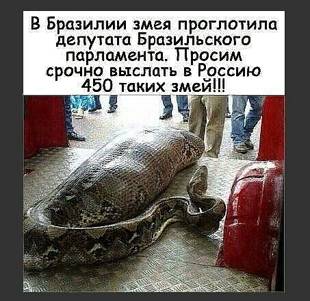 В Бразилии змея проглотила депутата Бразильского парламента Просим срочноо выслать в Россию 450 таких змей