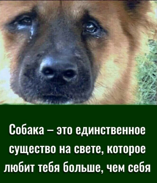 Собака это единственное существо на свете которое любит тебя большечем себя