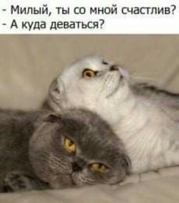 Мипыи ты со мной счастие А куда деваться