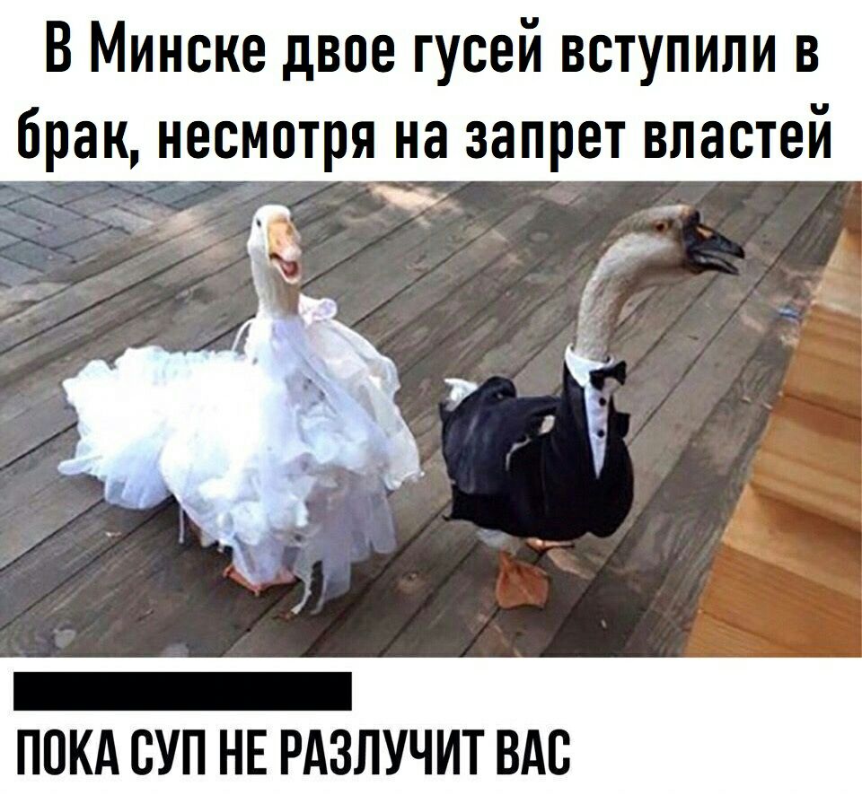В Минске двое гусей вступили в брак несмотря на запрет властей _ ПОКА СУП НЕ РАЗЛУЧИТ ВАС