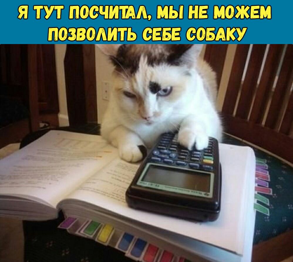Я ТУТ ПОСЧИША МЫ НЕ МОЖЕМ ПОЗВОАИТЬ СЕБЕ СОБАКУ