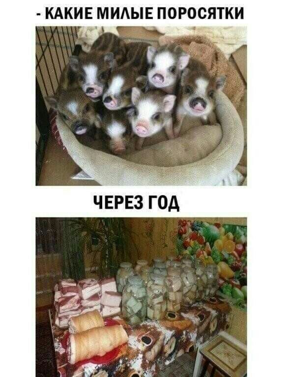 КАКИЕ МИАЫЕ ПОРОСЯТКИ