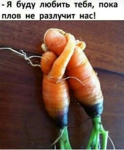 Я буду любить тебя пока плов не чазл чит нас