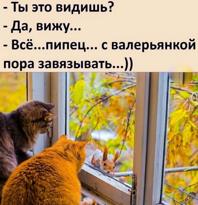Ты это видишь да вижу Всёпипец с валерьянкой пора завязывать