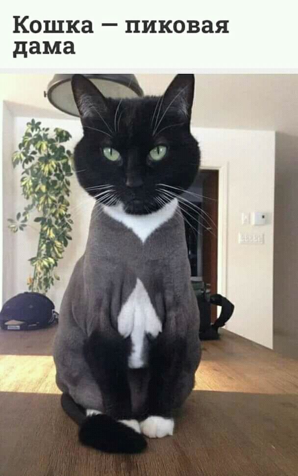 Кошка пиковая