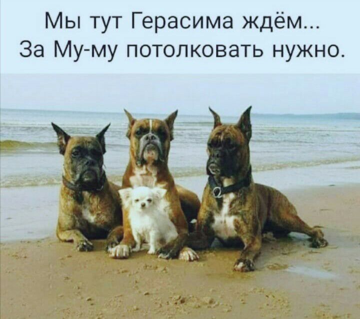 Мы тут Герасима ждём За Му му потолковать нужно