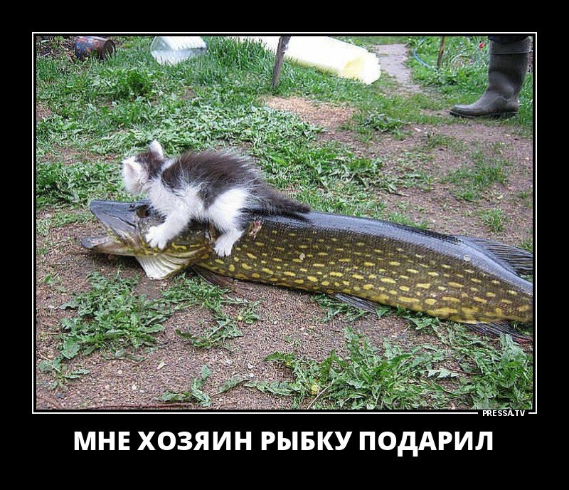 пшли МНЕ ХОЗЯИН РЫБКУ ПОдАРИЛ
