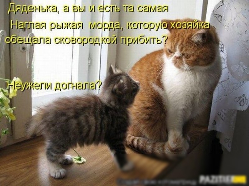 іі