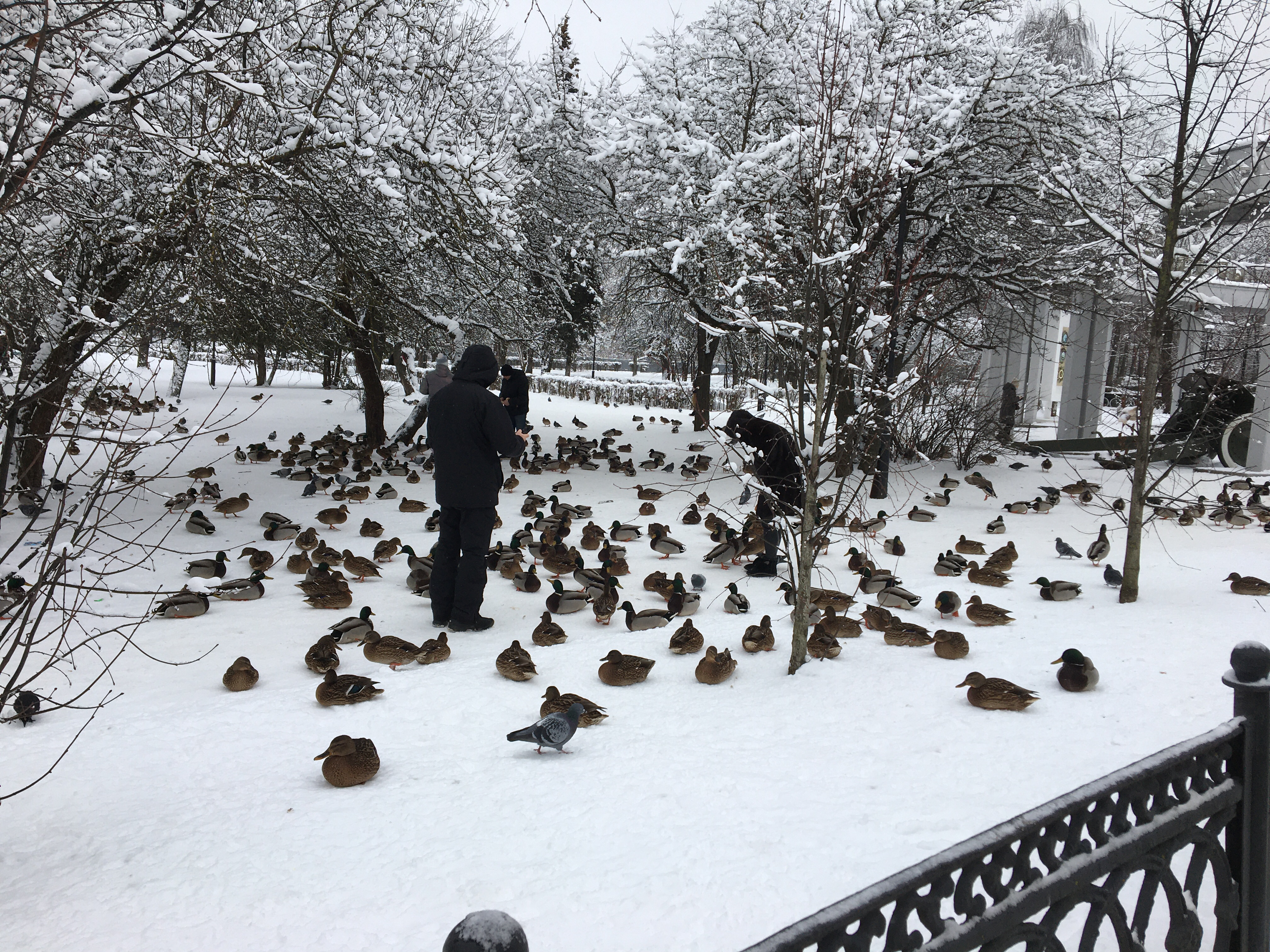 жд