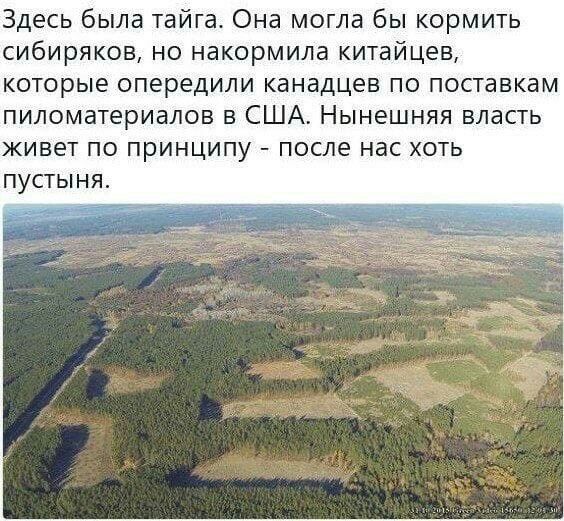 Здесь была тайга Она могла бы кормить сибиряков но накормила китайцев которые опередили канадцев по поставкам пиломатериалов в США Нынешняя власть живет по принципу после нас хоть пустыня