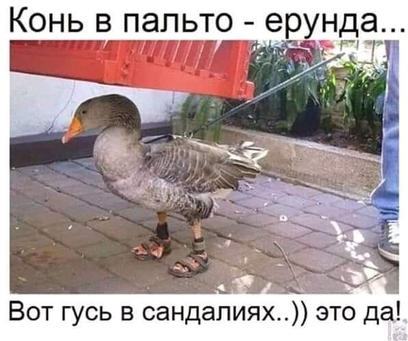 Конь в пальто ерунда Вот гусь в сандалиях это да