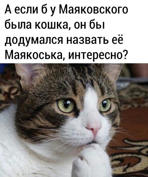 А если б у Маяковского была кошка он бы додумался назвать её Маякоська интересно _