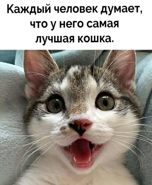 Каждый человек думает что у него самая лучшая кошка