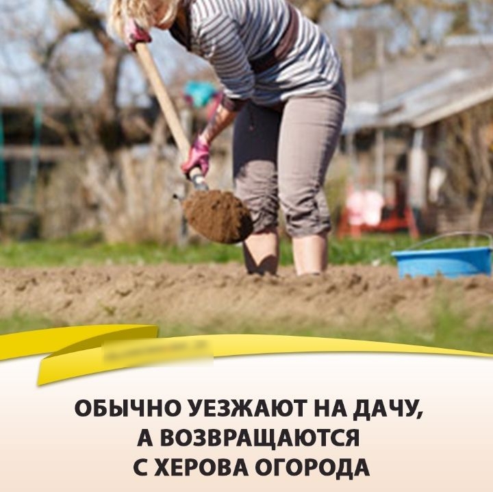 ОБЫЧ НО УЕЗЖАЮТ НА дАЧУ А ВОЗВРАЩАЮТСЯ С ХЕРОВА ОГОРОДА