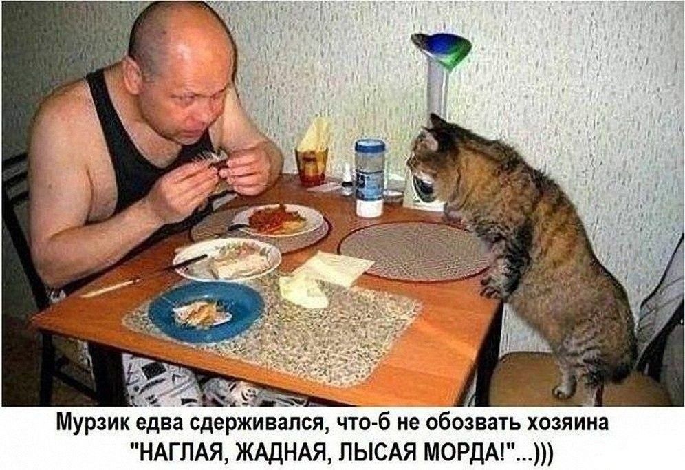 Мурзик едва сдерживался что б не обозвать хозяина НАГЛАЯ ЖАДНАЯ ЛЫСАЯ МОРДА