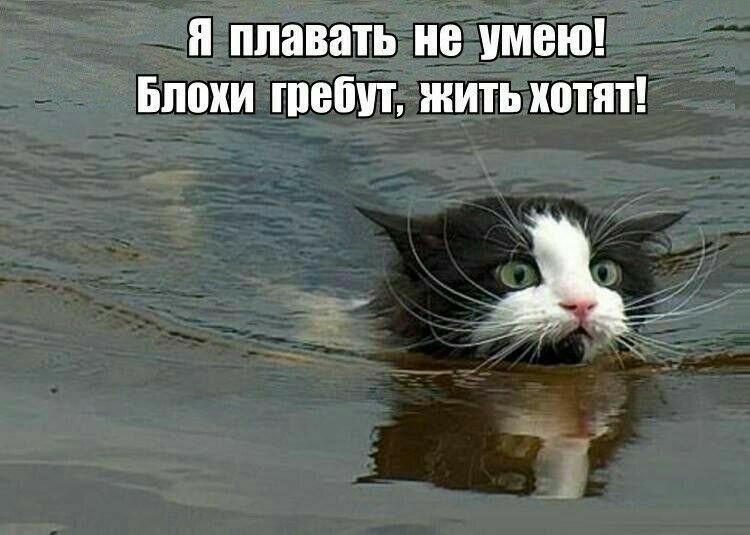 я плавать не умею Бпохи тети жить хотят _ __д с