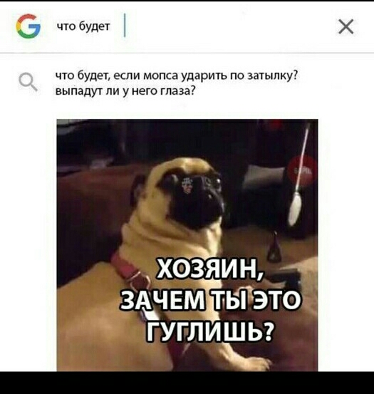 7 что будет что будет если мопса ударить по затылку выпадут ли у него глаза хозяин зАчвм тьдэюі вдуглишьг