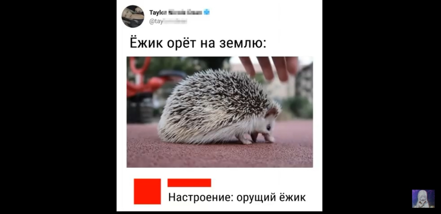 Таун Ёжик орёт на землю Настроение орущий ёжик