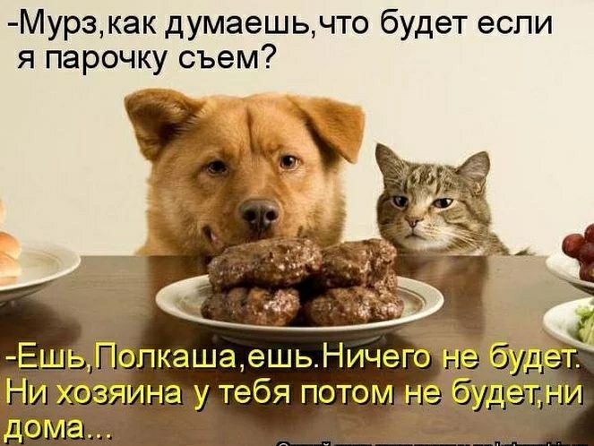Мурзкак думаешьчто будет если я парочку съем ПопкашаешьНичего чины тебя потоп на