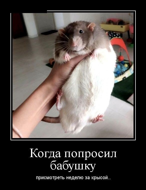 Когда попросил бабушку присмотреть неделю за крысой
