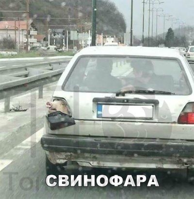 _ СВИНОФАРА