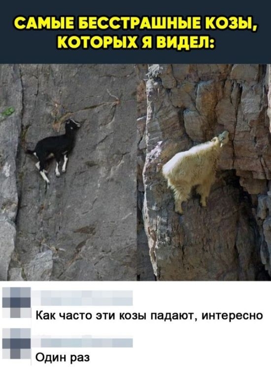 Как часто ЭТИ КОЗЫ падают интересно Один раз