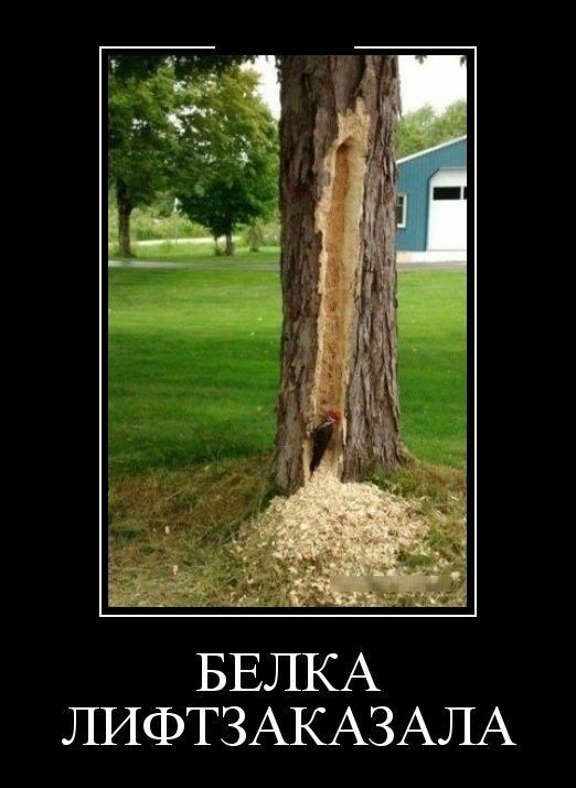 БЕЛКА ЛИФТЗАКАЗАЛА