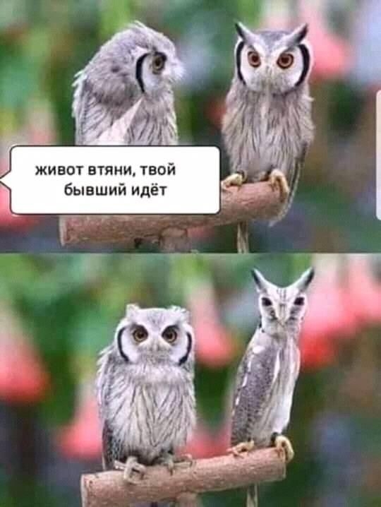 живот втяни твой бывший идёт