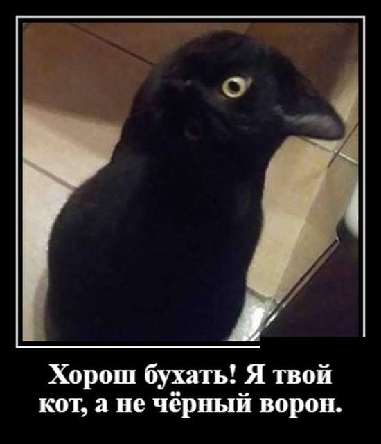 Хорош бухать Я твой кот а не чёрный ворон