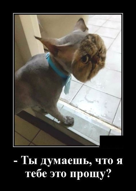 Ты думаешь что я тебе это прощу