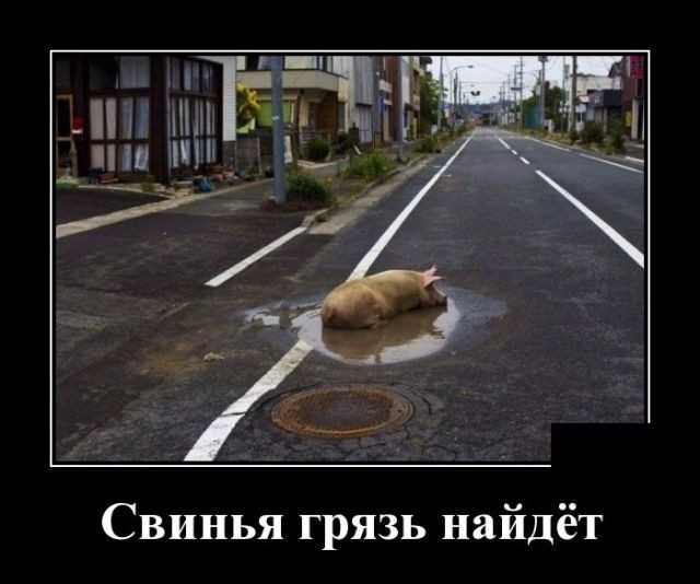 1 3551 ШШ ___ Свинья грязь найдёт