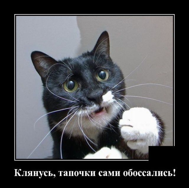 Клянусь тапочки сами обоссались