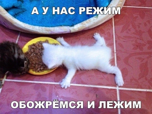 5ЁШ ШЗЫ