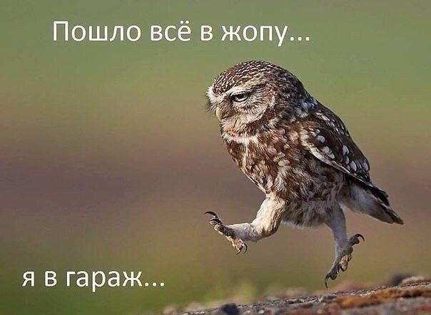 Пошло всё в жопу
