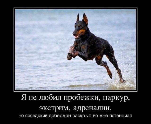 Я не любил пробежки паркур экстрим адреналин НО СОСЭДСКИИ доберман РЭСКРЫП во мне потенциал