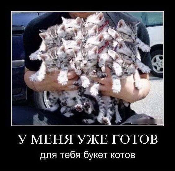 У МЕНЯ УЖЕ ГОТОВ для тебя букет котов