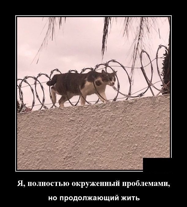 Я полностью окр женный проблемами но продолжающий жить