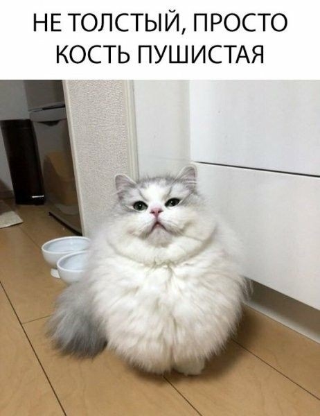 НЕ ТОЛСТЫЙ ПРОСТО КОСТЬ ПУШИСТАЯ
