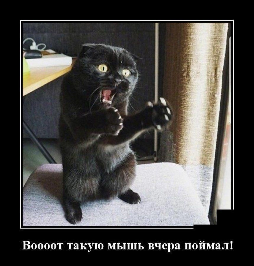 Воооот такую мышь вчера поймал