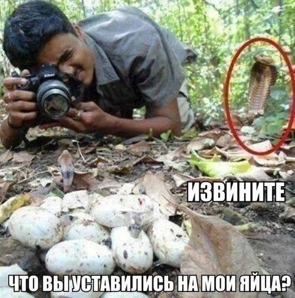 выдидтпвипи