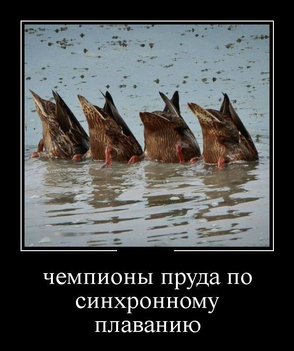 чемпионы пруда по синхронному плаванию