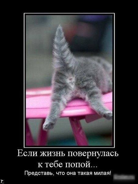 ЕСЛИ ЖИЗНЬ повернулась к тебе попой П едставь что она такая милая р