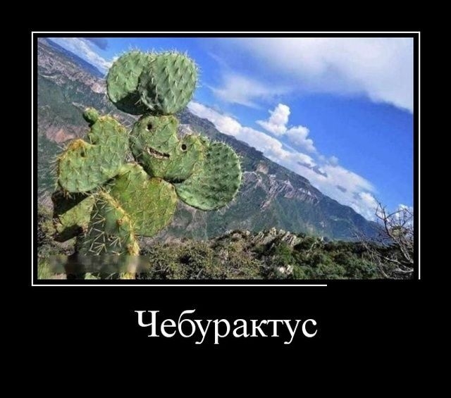 Чебурактус