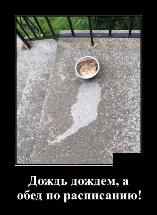 39 Дождь дождем а обед по расписанию