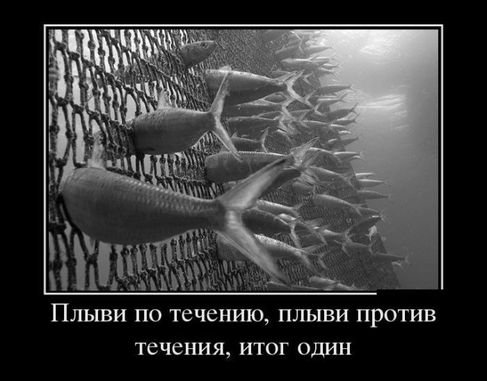 Плыви по теченшо плыви против течения итог один