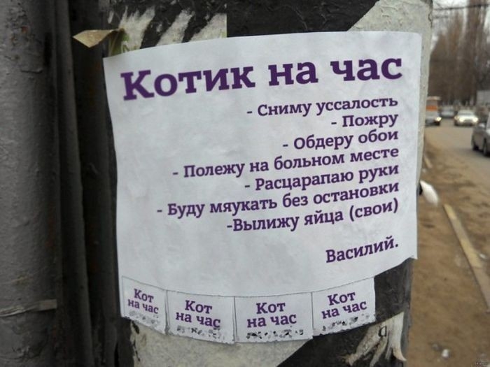 Котик на час Сниму уссалость Пожру Обдеру обои Полежу на больном месте Расцарапаю руки БУДУ Мяукать без остановки яйца свод Кача к сраз Кот нач ас мх
