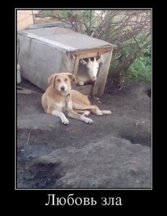 Любовь зла